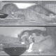 Los animales mostraron muchos comportamientos sociales durante su tiempo en cautiverio.